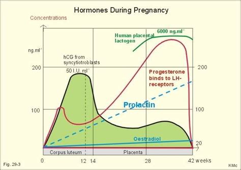 In the case of a successful implantation (which usually happens about a week after fertilization), rather than P and E2 dropping about two weeks after ovulation and causing the endometrium to shed its lining, these hormones continue to rise. . E3g levels during implantation